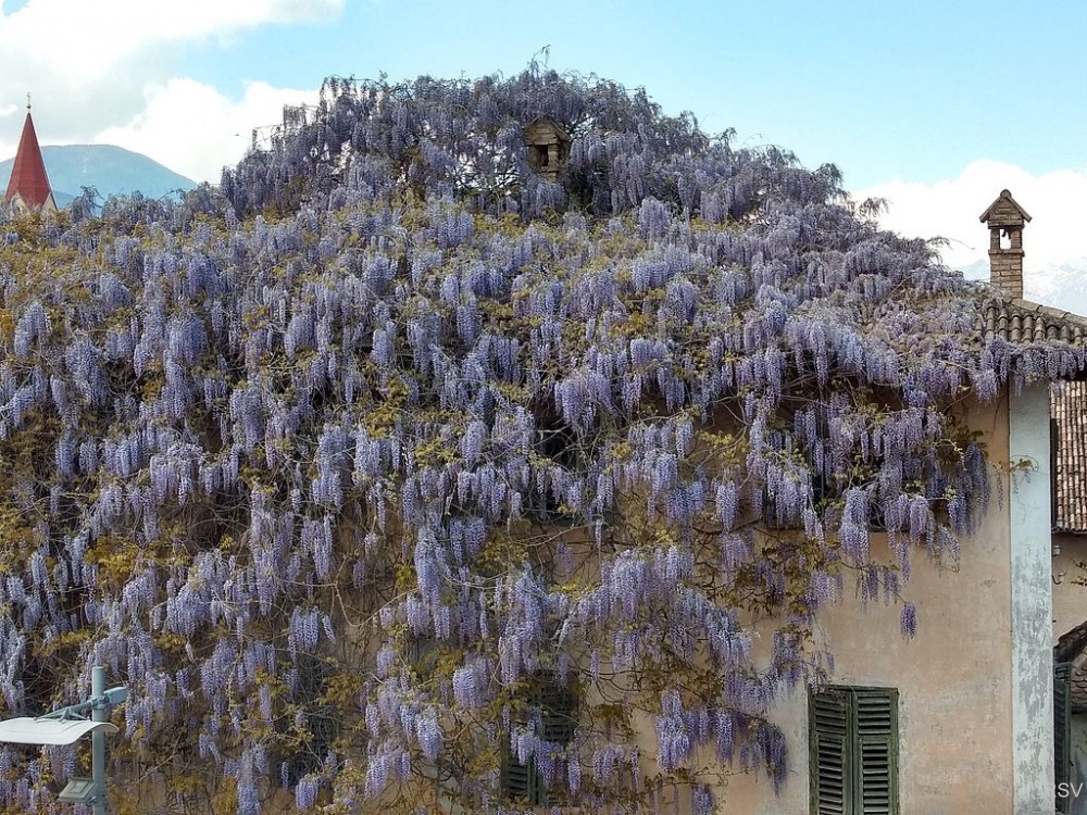 Impressionen zur Apfelblüte_1