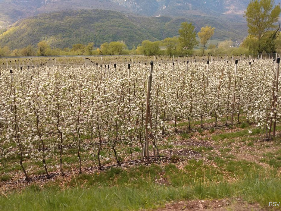 Impressionen zur Apfelblüte_16