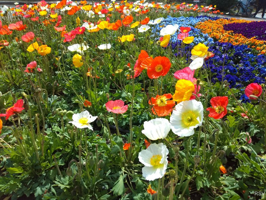 Impressionen zur Apfelblüte_18