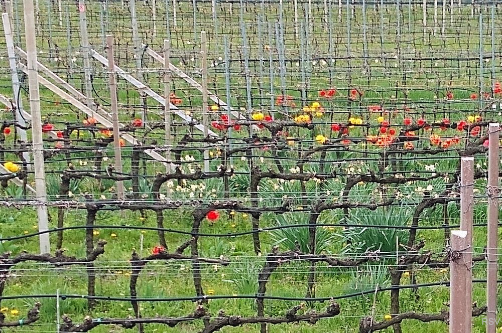 Impressionen zur Apfelblüte_20